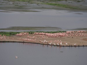 PC299050 - Flamingo's en peilikanen Amboseli NP
