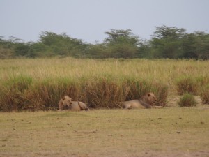 PC299105 - Leeuwen Amboseli NP