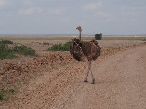 PC299118 - Struisvogel Amboseli NP