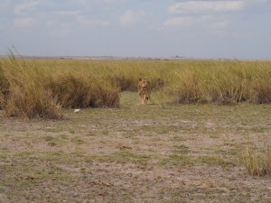 PC299142 - Leeuw Amboseli NP