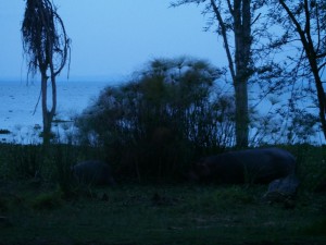 P1029229 - Nijlpaarden bij Naivasha meer