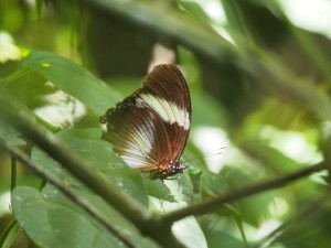 P1069597 - Vlinder Kakamega Forest NR