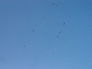 PB015015 - Roofvogels bij Gebel Barkal