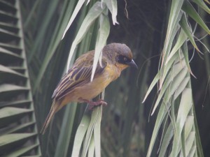 PB246895 - Vogel