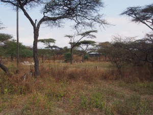 PB267179 - Gazelles Abiata Shalla NP