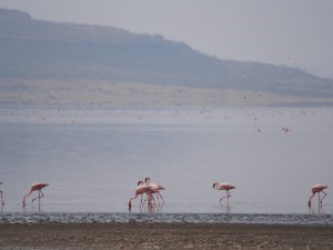 PB267243 - Flamingos Abiata meer in Abiata Shalla NP