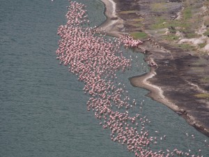 PB277292 - Flamingos in Chitu meer