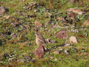PB297419 - Vogel in Bale Mountains NP