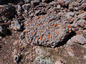 PB297471 - Bale Mountains NP