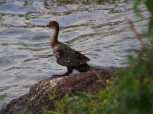 PB307694 - Aalscholver Hawassa meer