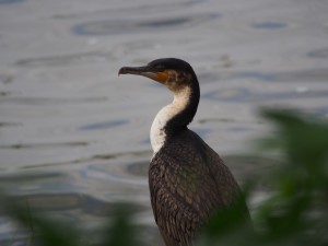 PB307697 - Aalscholver Hawassa meer