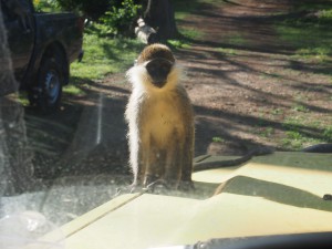 PC017723 - Vervet apen Hawassa meer