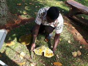 20170113 094110 - Charles oogst jackfruit