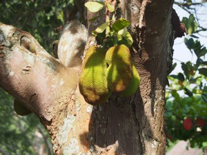 P1119894 - Jackfruit bij The Haven