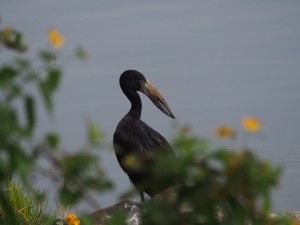 P1200667 - Afrikaanse gaper (open bill stork) bij Source of the Nile Gardens