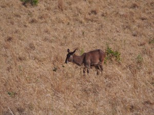 P1240923 - Waterbok Kidepo NP