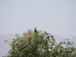 P1240990 - Vogel Kidepo NP