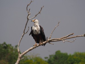 P1271477 - Afrikaanse visarend Murchison Falls NP