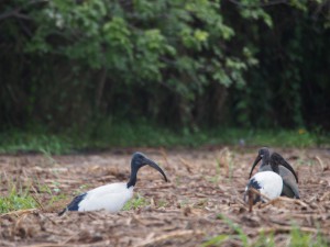 P1271582 - Heilige ibissen Murchison Falls NP