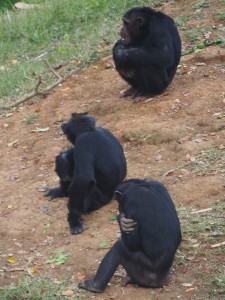P1301751 - Chimpansees Entebbe dierentuin