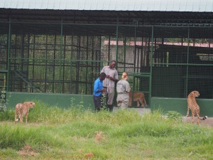 P1301754 - Jachtluiparden voeren Entebbe dierentuin