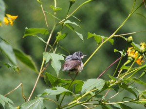 P2072165 - Vogel Bwindi NP