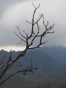 P2142519 - Uitzicht Nyungwe Forest NP