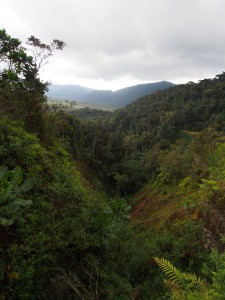 P2142528 - Uitzicht Nyungwe Forest NP