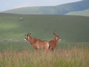 P3084291 - Roanantilopen Nyika NP