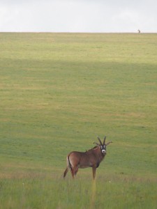 P3084323 - Roanantilope Nyika NP