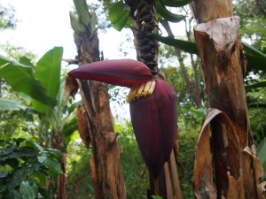 P3063921 - Bananenbloem bij Lukwe Lodge