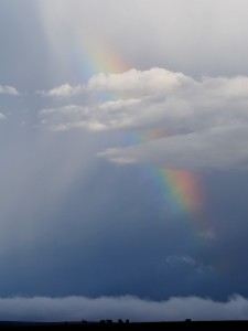 P3074049 - Regenboogdieren, Nyika NP