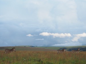 P3074057 - Zebras Nyika NP