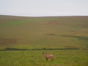 P3084090 - Roanantilope Nyika NP