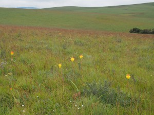 P3084208 - Nyika NP