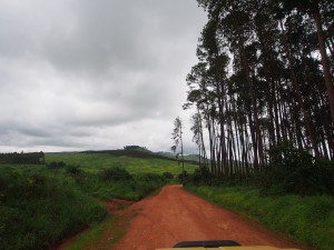 P3104465 - Viphya Forest Reserve