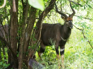 P3195042 - Nyala Majete NP