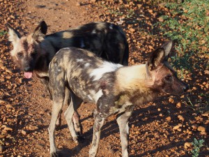 P3295625 - Wilde honden South Luangwa NP