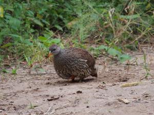 P4216855 - Onbekende vogel op camping Livingstone