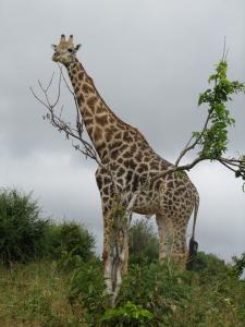 IMG 4282 - Giraffe Chobe NP