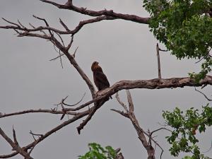 P4246978 - Onbekende arend Chobe NP