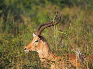 P4247212 - Tevreden impala Chobe NP