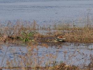 P4257389 - Zeg eens AAA krokodil Chobe NP