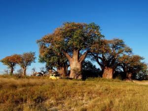P5128580 - Bains Baobabs Nxai Pan NP