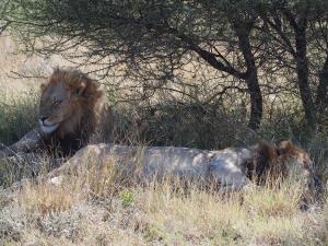 P5169062 - Kalahari leeuwen CKGR