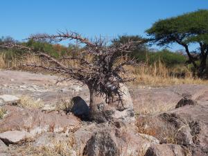 P5189207 - Mini baobab Kubu Island