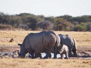P5230147 - Familie neushoorn Khama Rhino Sanctuary