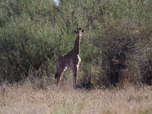 P5240327 - Giraffejong Khama Rhino Sanctuary