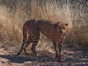 P6040690 - Cheeta voederen, Dusternbrook Ranch