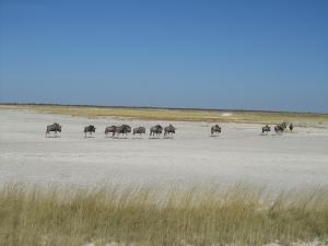 IMG 0217 - Gnoes Etosha NP